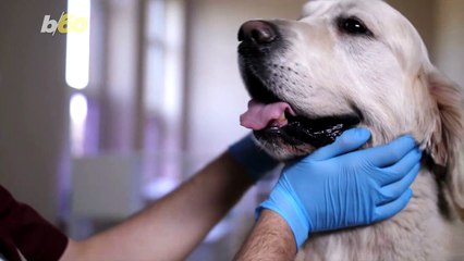 Natural Ways To Ease Your Dog’s Stress and Anxiety