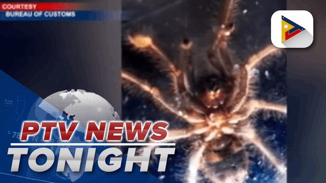 BOC intercepts shipment of 119 tarantulas