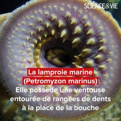Le top 15  des animaux  et insectes  les plus effrayants