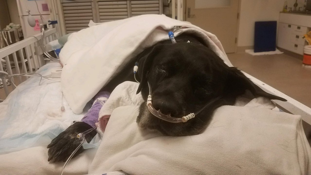 Une chienne abandonnée met au monde 21 chiots dans un refuge !