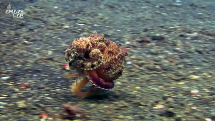 Here’s How Octopuses Use Their Tentacles to Taste