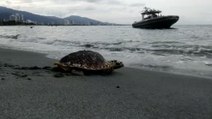 Llamativa jornada de liberación de tortugas en Santa Marta, Colombia