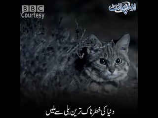 Most Dangerous African Cat of the World "Gyra"...