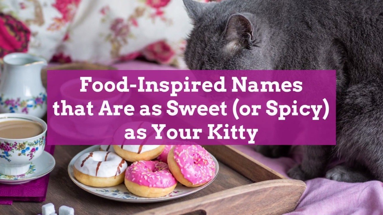 FoodInspired Names that Are as Sweet (or Spicy) as Your Kitty video