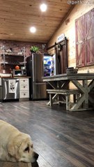 Monkey Gets Help Getting Sweet Treat