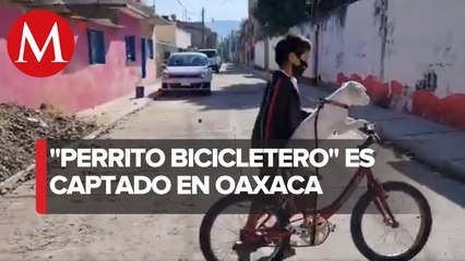 Captan en video a un perro montando bicicleta en calles de Oaxaca