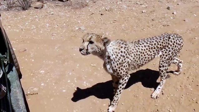 Ce guépard demande à manger comme un chaton... Adorable