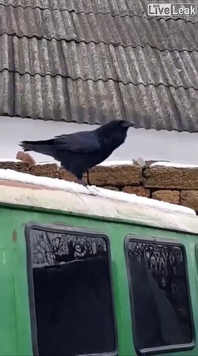 Ce corbeau se prend pour un chien