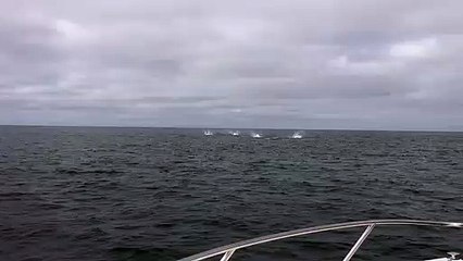 Des centaines de requins sautent hors de l'eau... Magnifique