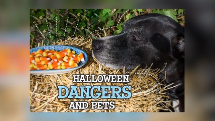 Halloween Dangers For Your Pets