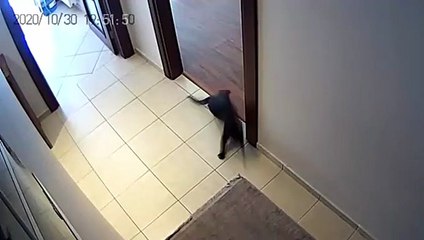 Dikkat çeken görüntüler: Kedinin deprem tepkisi