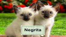 ¡Decídete ya! Nombres - Encantadores para Gatos que te Enamorarán