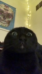 Hidden Cat Ears Pop-Up