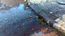 Vazamento de esgoto em via pública no Bairro Cataratas gera incômodo a moradores