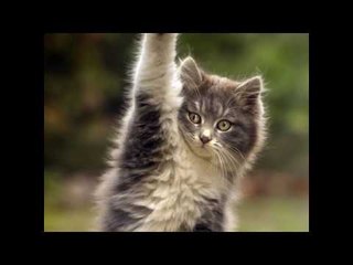 Kids Urdu Story: Hoshayar Billi Aur Dushman (Clever Cat and her enemy)