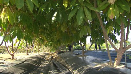 아열대 작물 '카사바' 충북 농가에서도 재배...새로운 소득 작목 부상 / YTN