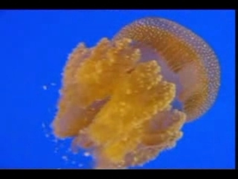 Amazing_World_Creatures_of_Wonder!