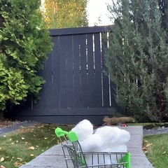 Squirrel Loves Cotton Balls