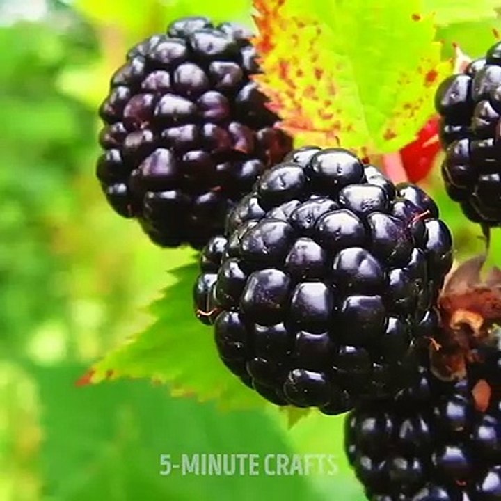 Do it YourSelf Videos 161