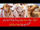 Eid-ul-Azha: Right way to sacrifice animal in Islam, find out in this video