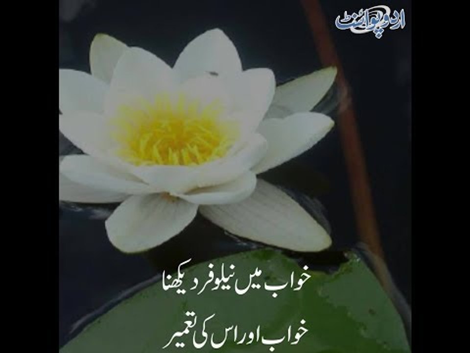 What's the interpretation of seeing Water Lily in dream?