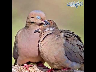 Kids Urdu Story: Khud Pe Bharosa; kisi bagh k ek ghane darakht per ek fakhta ne...