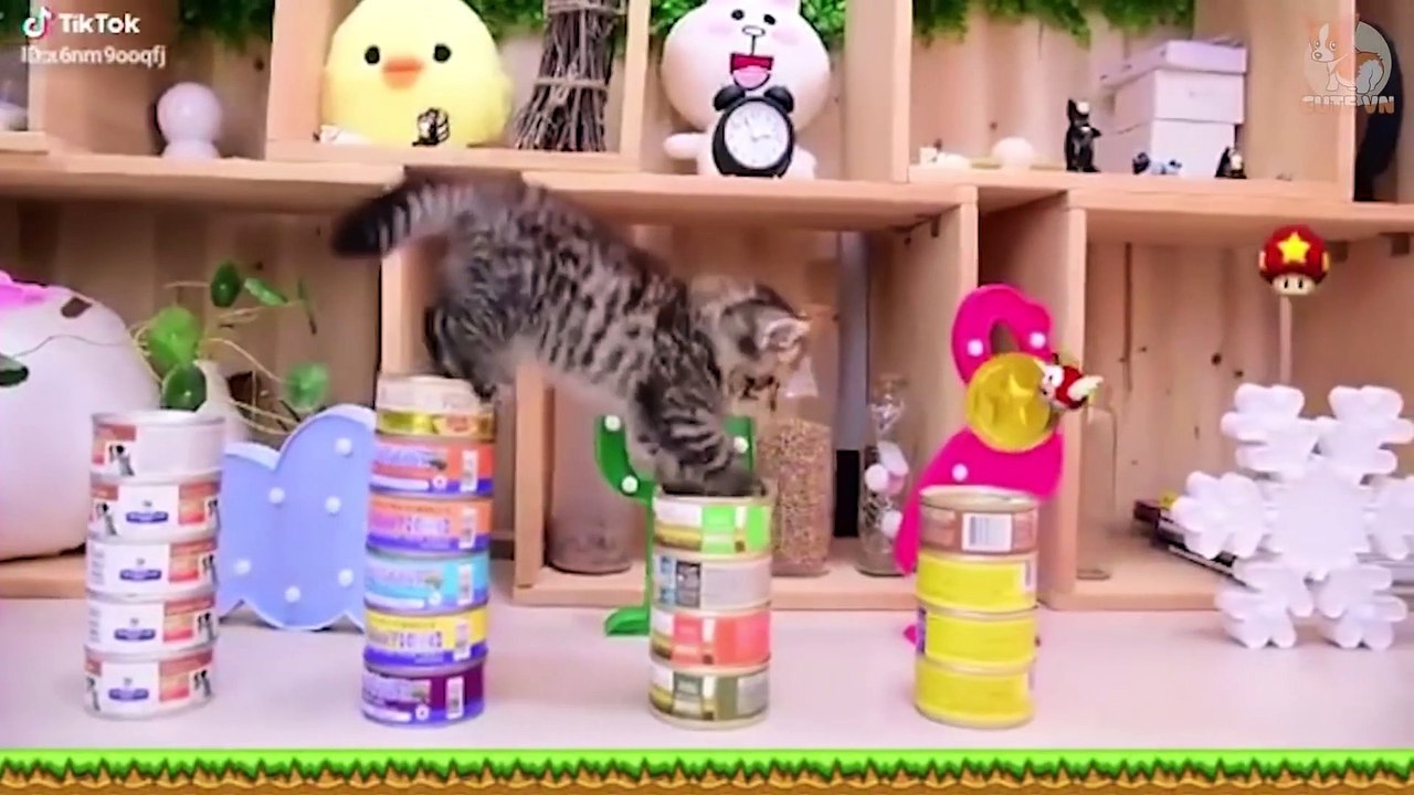 Pets - Funny and Cute Pets Compilation #6