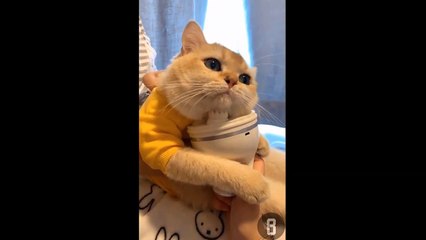 Funny and cute Dogs and Cats ● Super Lovely pet synthesis # 2