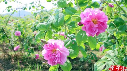 The best gift for woman——The rose paste of Damascus 女人最好的礼物——大马士革玫瑰酱！ Liziqi channel