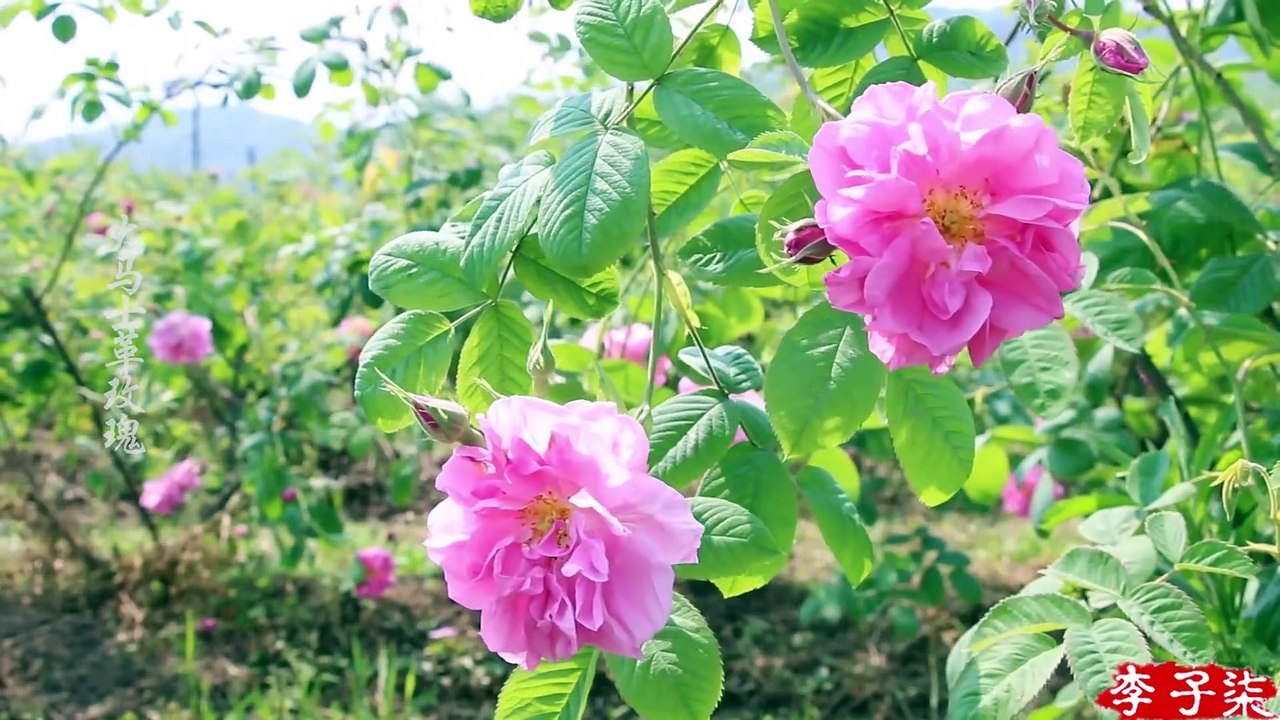 The best gift for woman——The rose paste of Damascus 女人最好的礼物——大马士革玫瑰酱！ Liziqi channel