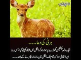 Kids Urdu Story: Hirni Ki Dua, ek dafa Sabuktagin ghore per sawar ho kar jungle mein shikar...