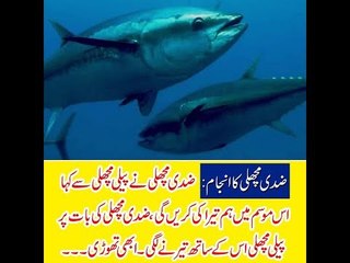 Kids Urdu Story: Zidi Machli Ka Anjaam, ziddi machli ne peeli machli se kaha is mausam...