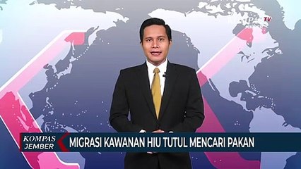 Migrasi Kawanan Hiu Tutul Untuk Mencari Pakan di Selat Madura