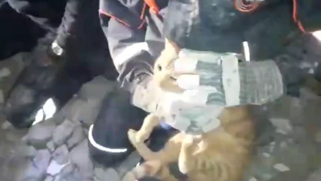 Enkaz altındaki kedi böyle kurtarıldı