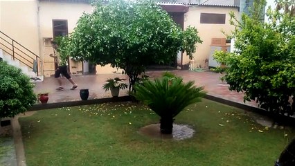 Freshness of nature after raining. Love white flowers