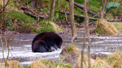 Chồn sói - Wolverine | Sức mạnh & Sự hung dử