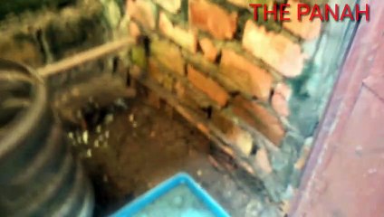 Indukan Murai Batu Nakal Hingga Berani Lakukan Hal Ini? Simak Videonyo Gaes