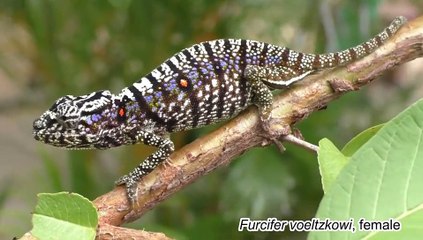 Chameleons re-exported after more than 100 years of absence