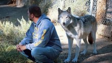Living with Wolves Saved My Life