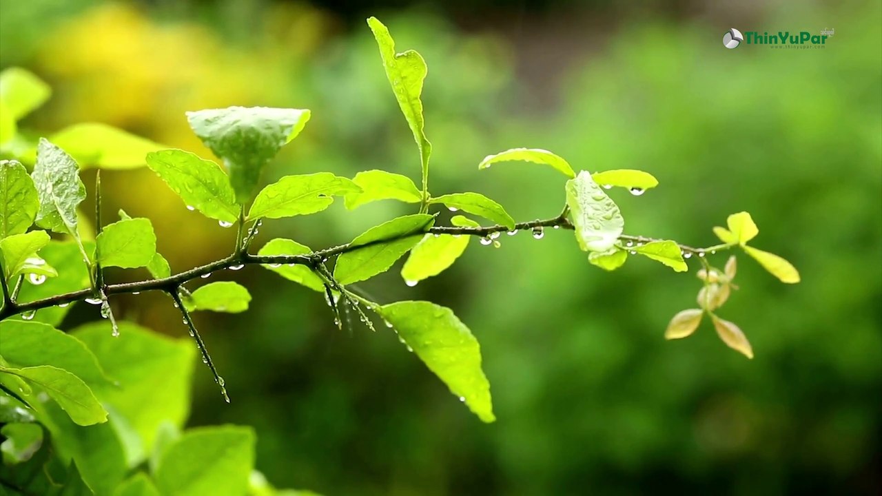 သွေးလွန်တုပ်ကွေး ‌ရောဂါ အကြောင်း သိကောင်းစရာ | ThinYuPar