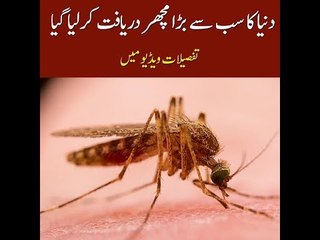 World's Biggest Mosquito Discovered, Where Was it Found? Know in this Video