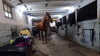 Leçon d'équitation - 27 octobre 2020