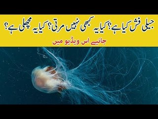 What is Jelly Fish?  Is it Immortal?  Is it Really a Fish? Know Details in this Video
