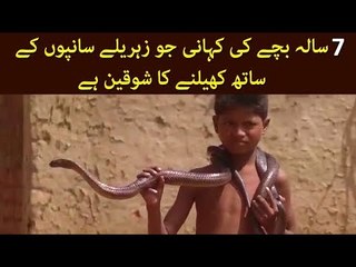 Story of a 7 Years Old Boy Who Play with Poisonous Snakes