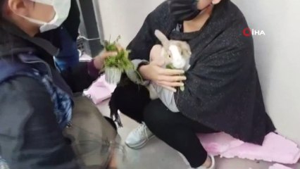 Enkaz altındaki Beril’in ‘ponpon’ isimli tavşanı bulundu