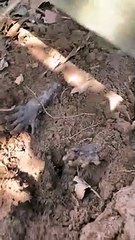 Pattes étranges qui sortent de la terre