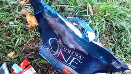 Chats errants du 42 (aidons-les)