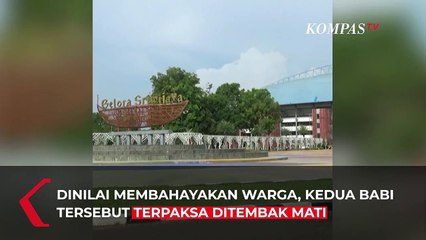 Viral Babi Hutan Serang Pengunjung Stadion di Palembang