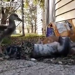 Ce canard se prend pour un chaton... adorable