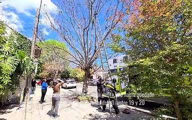 Rescataron a Pelusa, una gatita que había quedado atrapada en un árbol de 40, entre 19 y 20